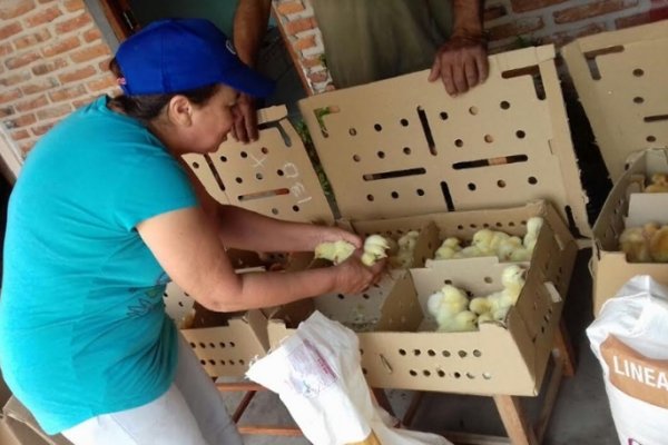 Agricultura Familiar promueve  la actividad avícola en Goya