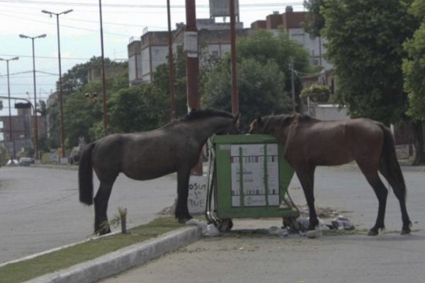 Patada fatal: Hallaron al caballo que habría matado a la nena pero sigue la búsqueda del dueño