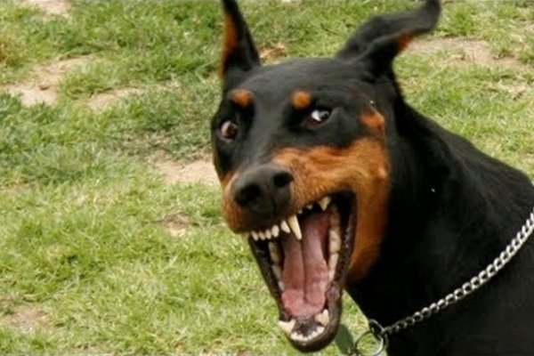 Córdoba: Perdió una pierna por el ataque de tres doberman
