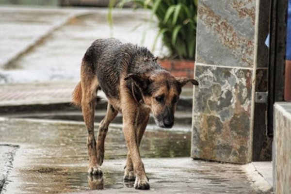 Quienes abandonaron a sus mascotas por el huracán Irma pueden ir presos