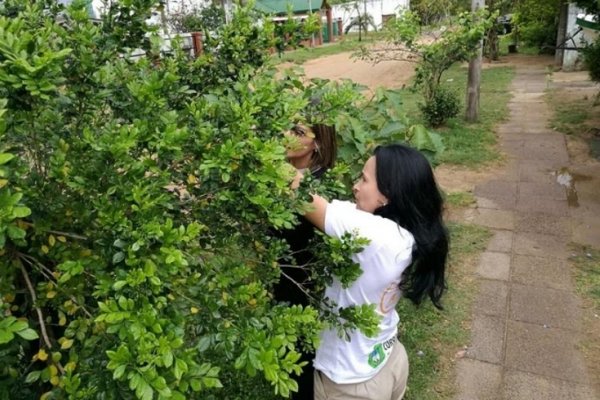 Prevención al ingreso del HLB en la provincia de Corrientes