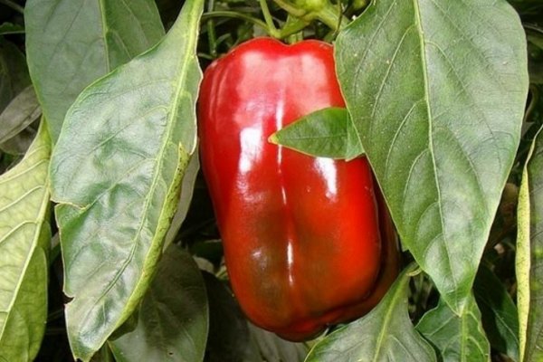 Realizarán el lanzamiento del programa Pimiento Correntino