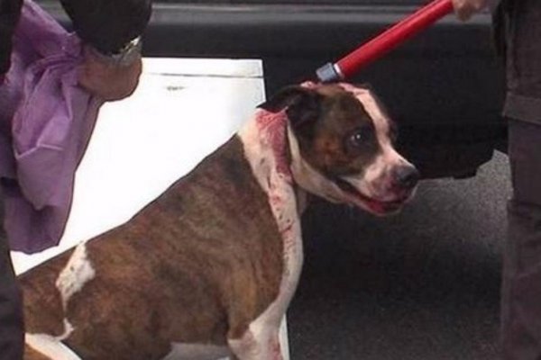 Niño de 10 años debió ser hospitalizado tras violento ataque de un pitbull en Esquina