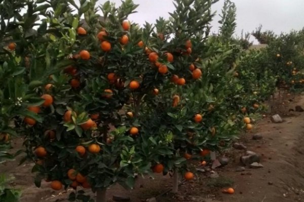 Mandarina envenenada: El viernes habría novedades en la investigación por la nena muerta en Mburucuyá