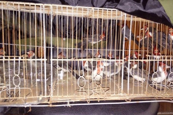 Santa Lucía: Golpe al trafico ilegal de especies silvestres