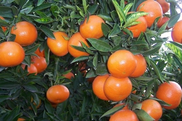 Hasta el momento no hay imputados por la muerte de la niña que comió una mandarina