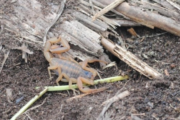 Identifican nueva especie de escorpión que sólo habita en el Paraje Tres Cerros