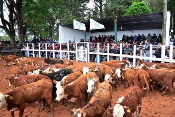 Bella Vista apunta a potenciar la actividad ganadera en el país