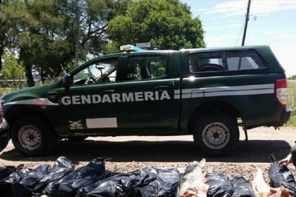Decomisaron 250 kilos de pescado en un operativo