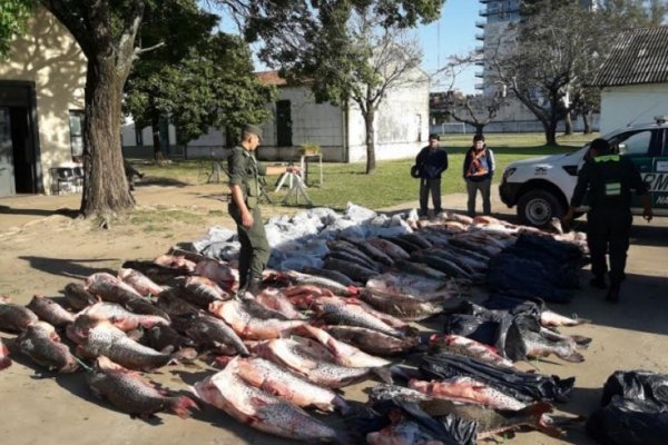 Corrientes: Gendarmería incautó más de 2.200 kilos de surubí