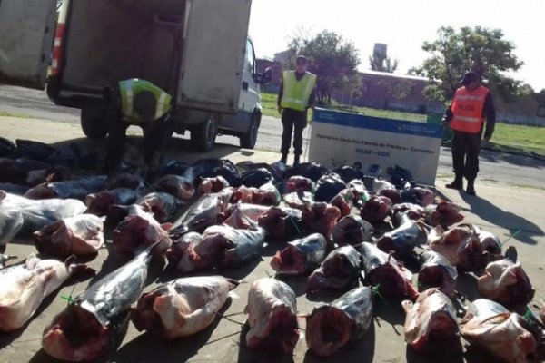 Incautaron 2000 kilos de surubi