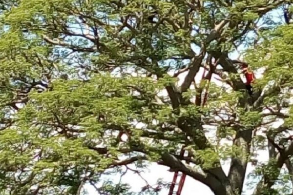 La Policía rescata a un joven que amenazaba con tirarse desde un árbol