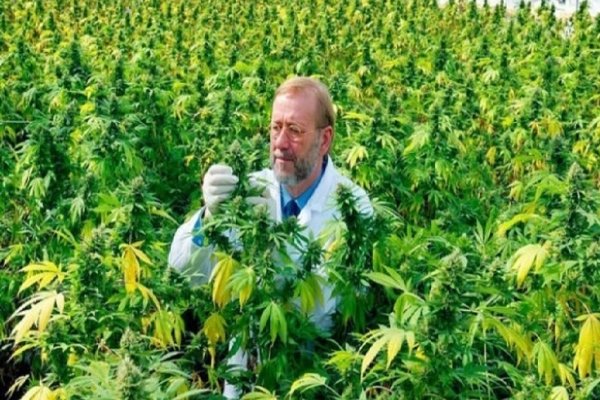 Una universidad de Estados Unidos otorgará la licenciatura en marihuana