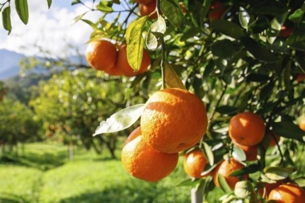 Imputan al capataz de una quinta por la muerte de la nena que comió una mandarina contaminada