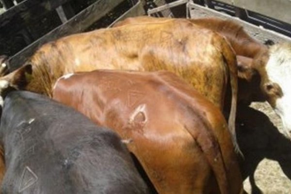 Apresan a cuatrero en un operativo concretado en campos de Curuzú