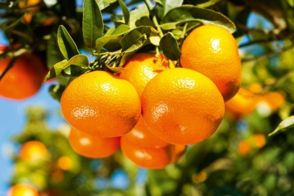 Mandarina envenenada: Cambió la carátula del expediente por homicidio culposo