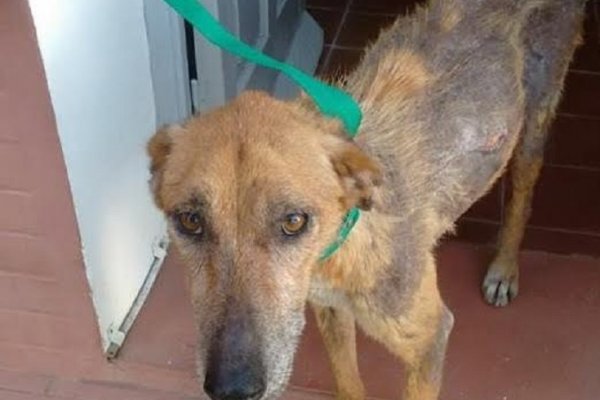 Monte Caseros: detectan más casos de leishmaniasis canina