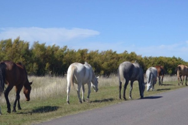 Cadetes del Servicio Penitenciario heridos luego de atropellar a un caballo en el barrio Laguna Brava