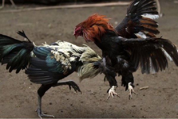 Insólito: En Goya detuvieron a dos gallos por una pelea callejera