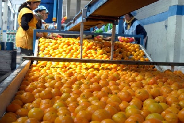 La reforma tributaria podría afectar a la producción citrícola