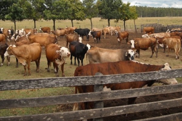 Fuerte reclamo de la Rural para combatir abigeato en Mercedes