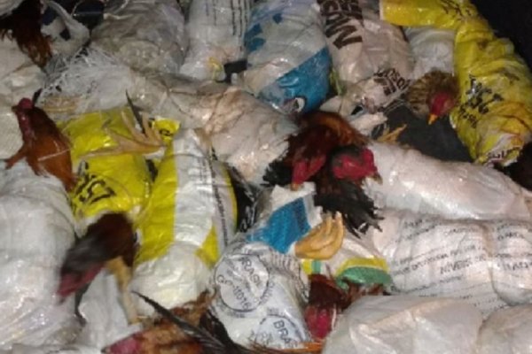 Incautan gallos de riñas