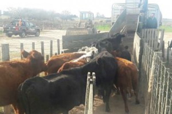 Golpe al abigeato en la zona rural de San Luis del Palmar