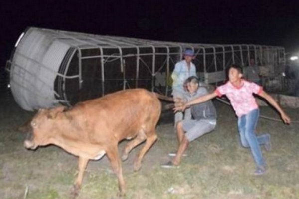 Volcó camión con vacas y vecinos las corrieron para carnearlas