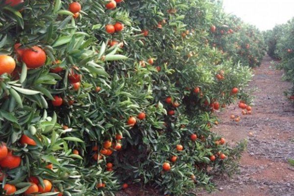 Muerte por mandarina envenenada: Se utilizó Furadan por encima del límite máximo