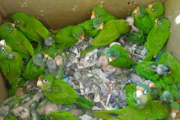 Santa Fe: Detuvieron a un hombre por llevar 70 loros en el auto