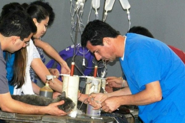 UNNE realizará castraciones gratuitas de animales en Santa Rosa