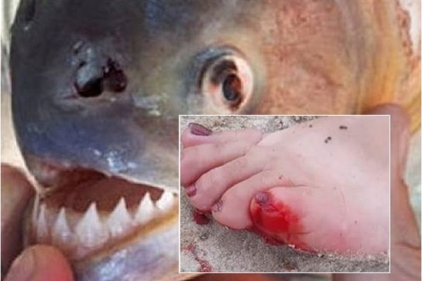 Cinco personas fueron mordidas por palometas en un balneario de Goya