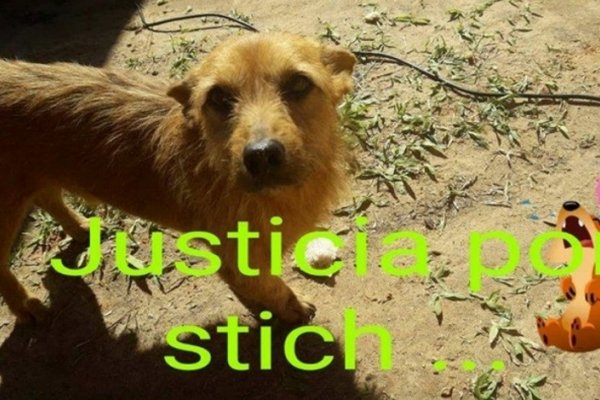 Destriparon a un perro y lo ahorcaron con su intestino
