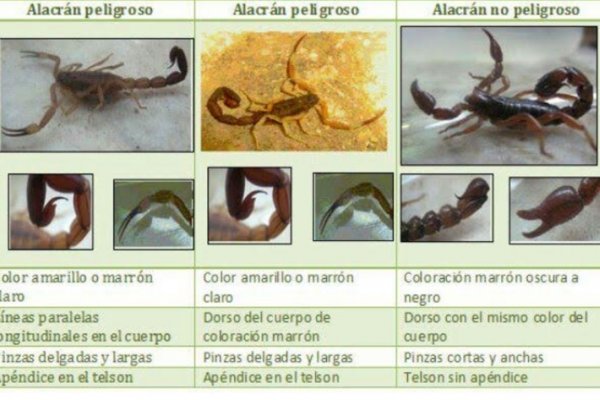 Salud Pública insiste en las recomendaciones para evitar picaduras de alacranes