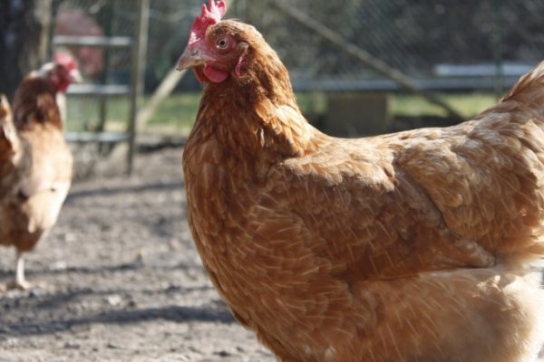 Mujer recibió una puñalada en la espalda al defender a su gallina