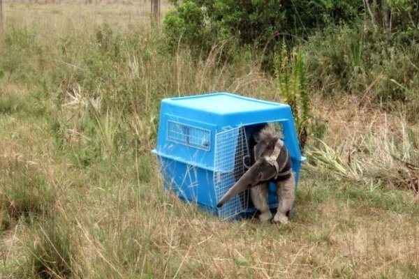 Un oso hormiguero fue reintroducido en Carambola