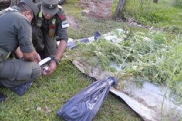 Detenido por plantar marihuana
