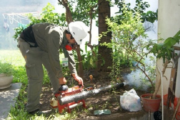 Preocupa la circulación del mosquito vector del dengue en Santo Tomé