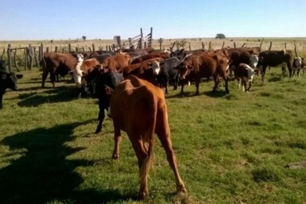 Recuperan 20 animales vacunos