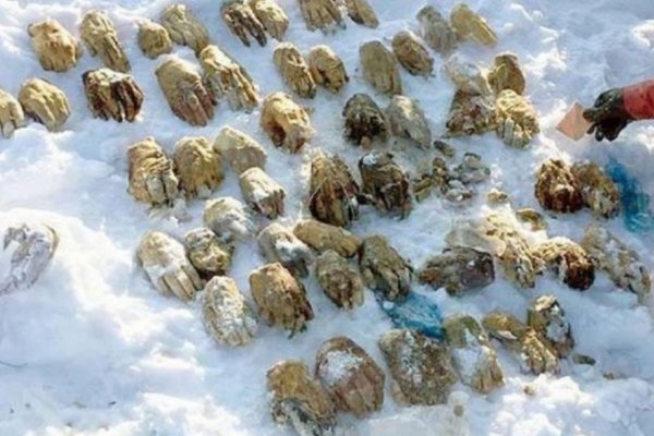 Macabro: Encuentran 27 pares de manos en un río congelado