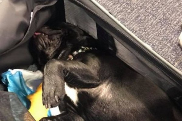 Un perro murió en pleno vuelo porque lo hicieron viajar con el equipaje de mano