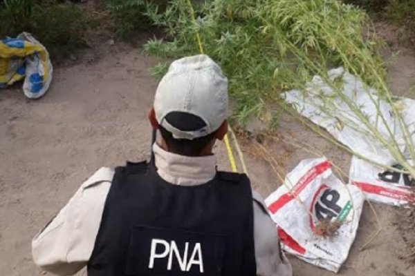 Hallaron plantas de marihuana en una vivienda de Esquina