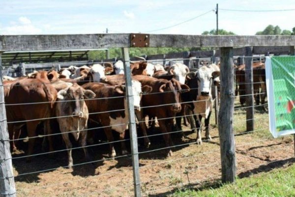 Nueva edición de los Remates Ganaderos de pequeños productores