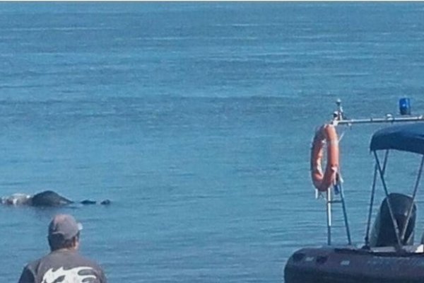 Costanera Sur: Buscan identificar al hombre que fue hallado flotando en el río Paraná