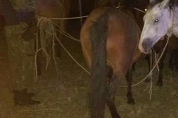 Policías recuperaron seis caballos que fueron robados a MAPAC