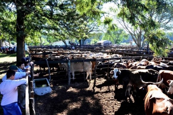 Semana intensa de Remates Ganaderos en Bella Vista