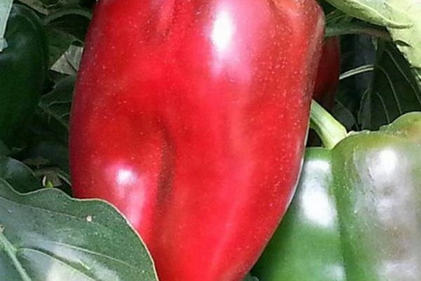 Pimiento correntino: Reunión con productores en Bella Vista