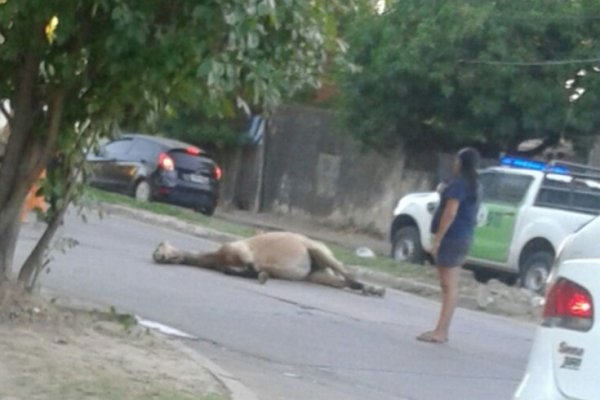 Mendoza al sur: Remisero chocó a un caballo suelto