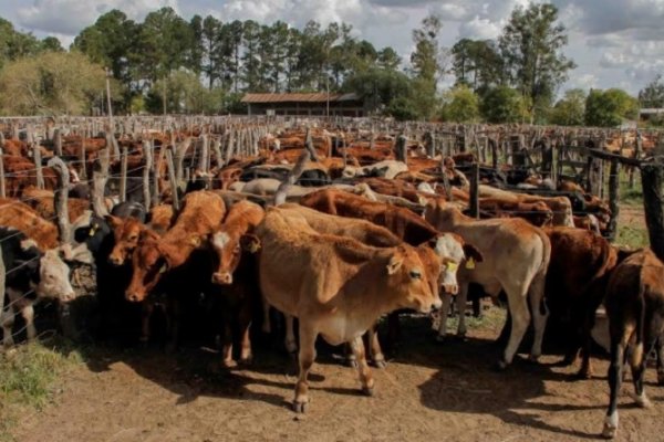Se realizó el remate de pequeños productores en La Cruz