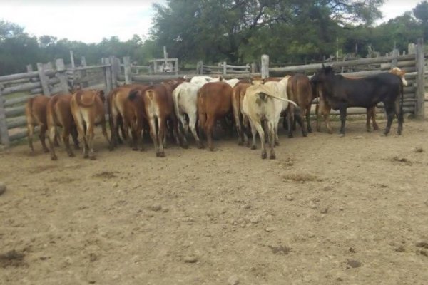 Corrientes: Desbaratan banda que robaba y faenaba animales